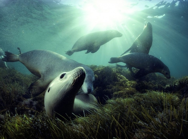 Comunidad de Lobos Marinos